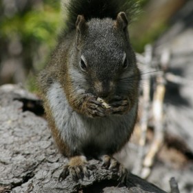 Rocky Mountain Squirrel